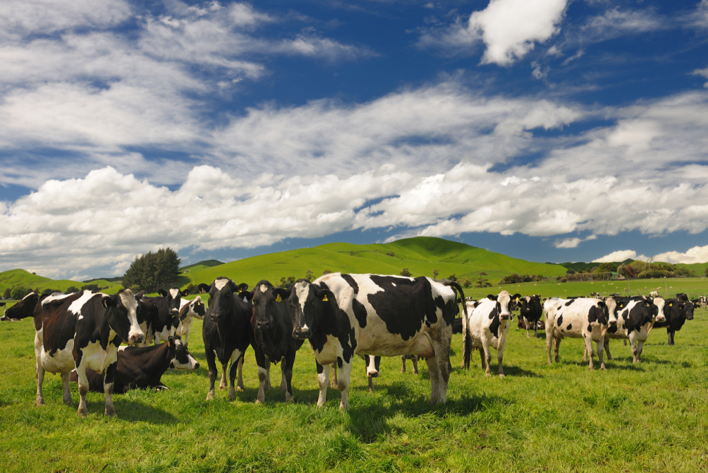 DDG-S for New Zealand Dairy Industry
